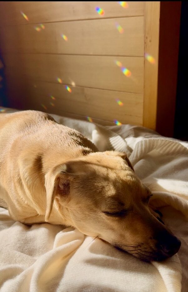 Sleeping tan dog with rainbow prism spots